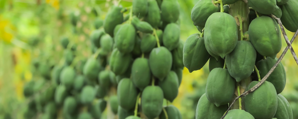papaya farm